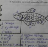 Особенности строения и жизнедеятельности рыб
