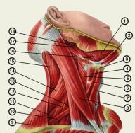 Где находятся лимфоузлы на шее и как проверить их состояние, зная схему расположения?