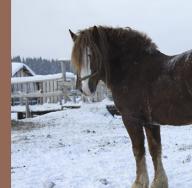 Описание породы лошадей с фото и видео